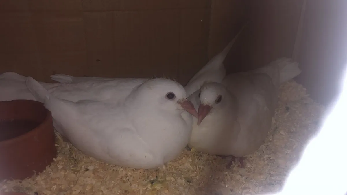 White pidgeons