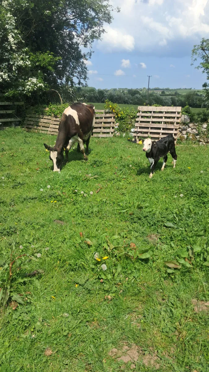 Friasian cow with bull calf - Image 1