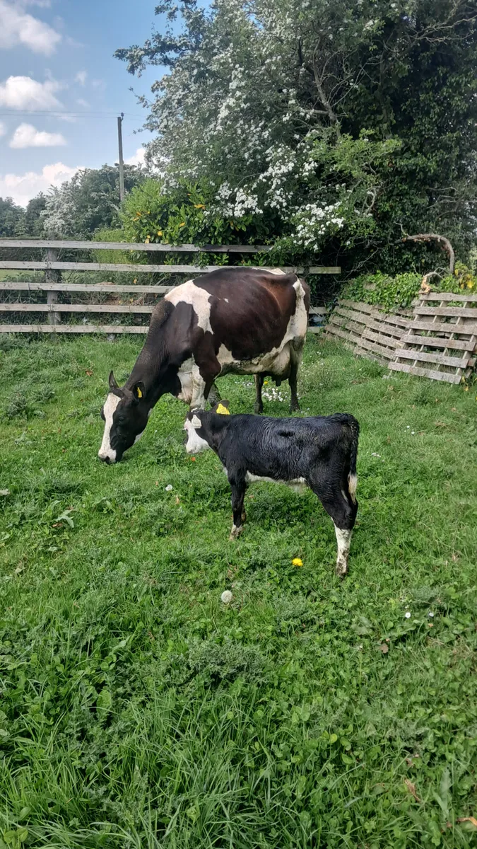 Friasian cow with bull calf - Image 3