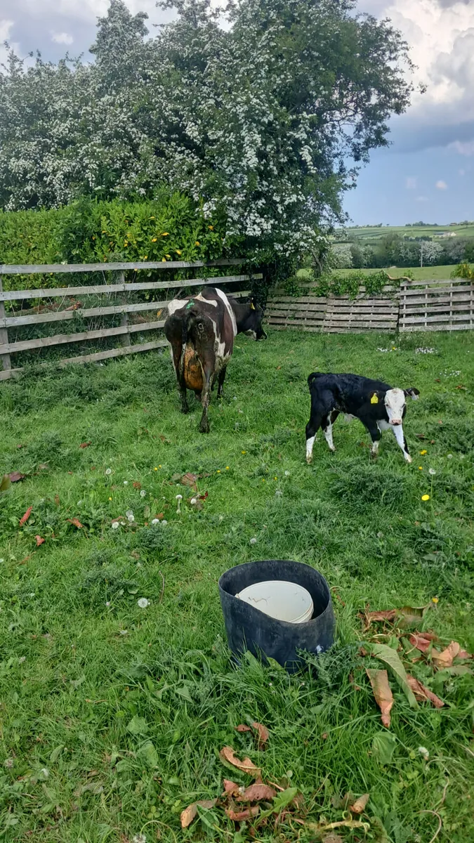 Friasian cow with bull calf - Image 4