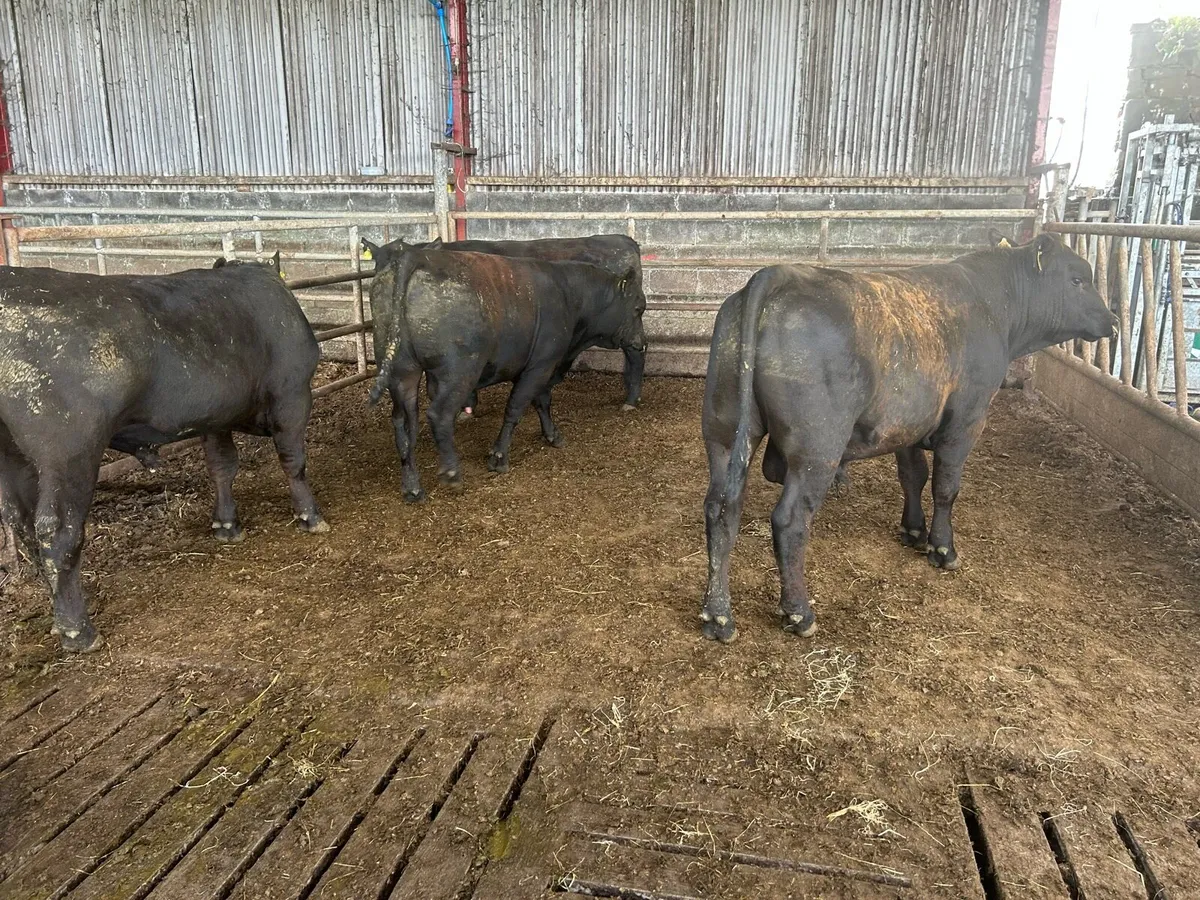 Kingdom Angus - Image 2