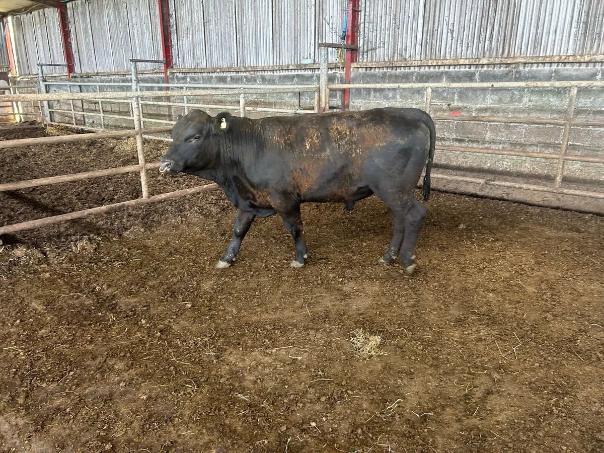 Kingdom Angus - Image 3