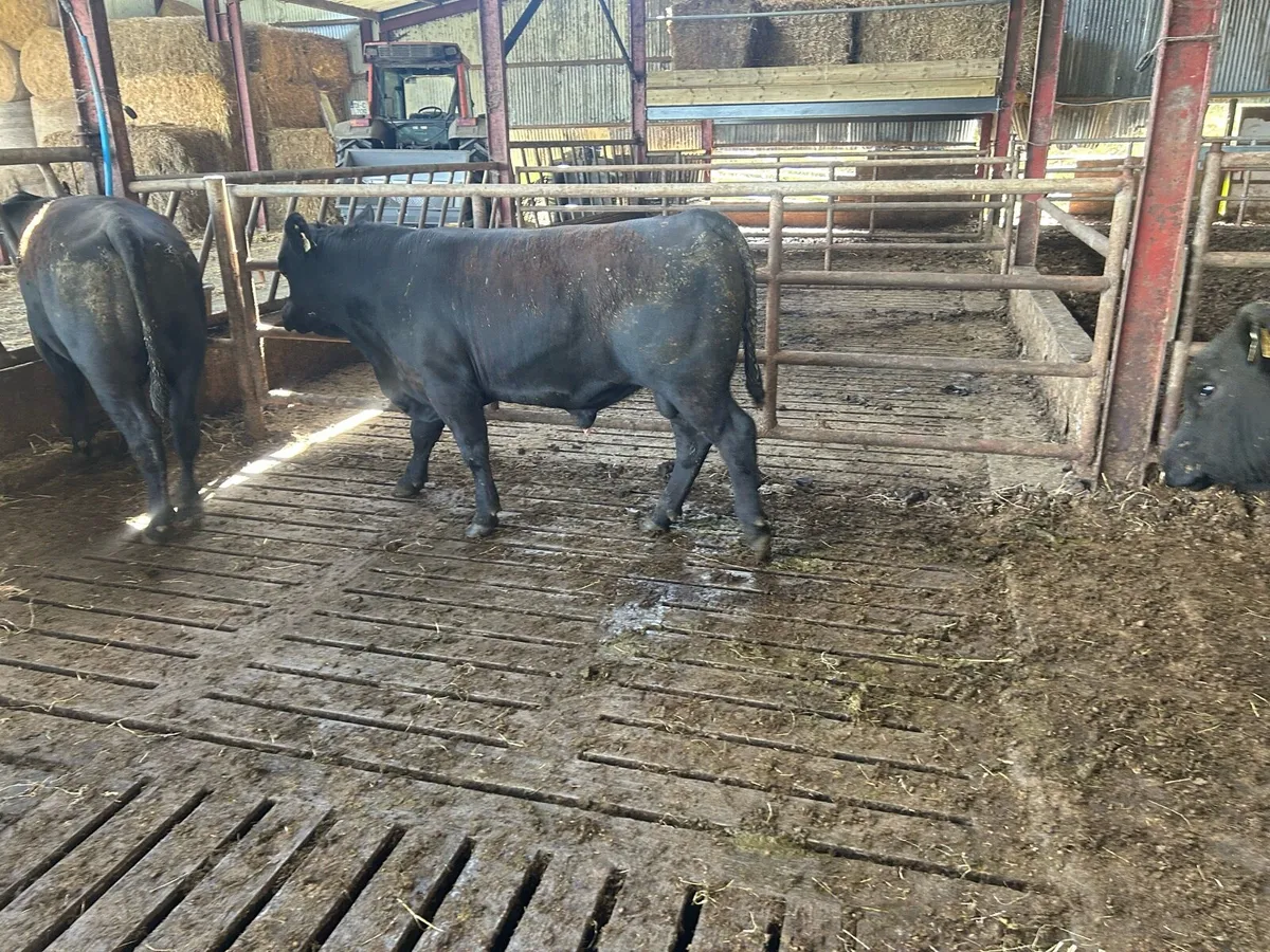Kingdom Angus - Image 4