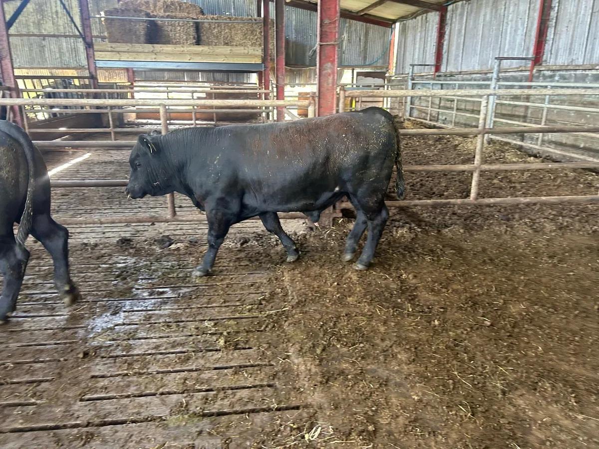 Kingdom Angus - Image 3