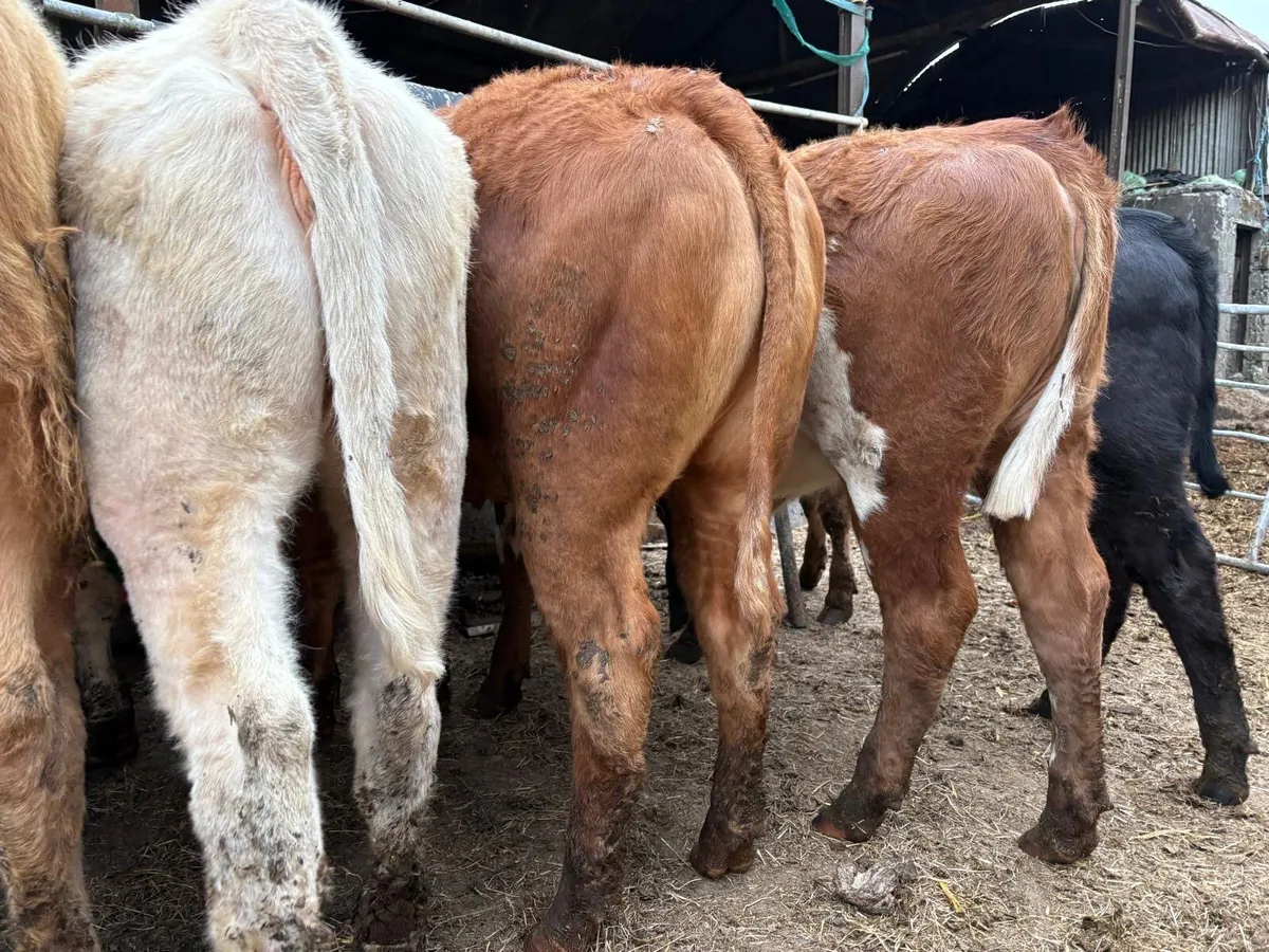 Charolais & Limousine Store Heifers - Image 1