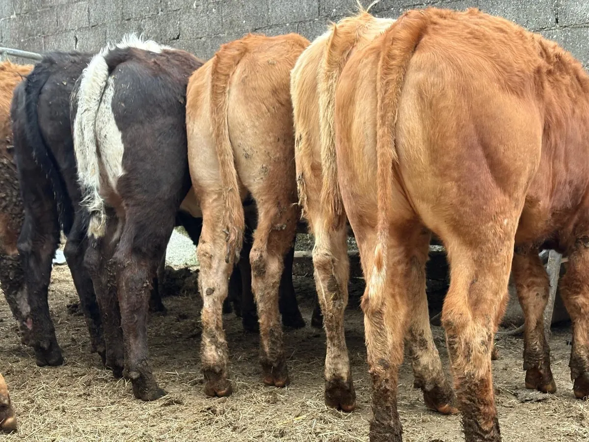 Charolais & Limousine Store Heifers - Image 2
