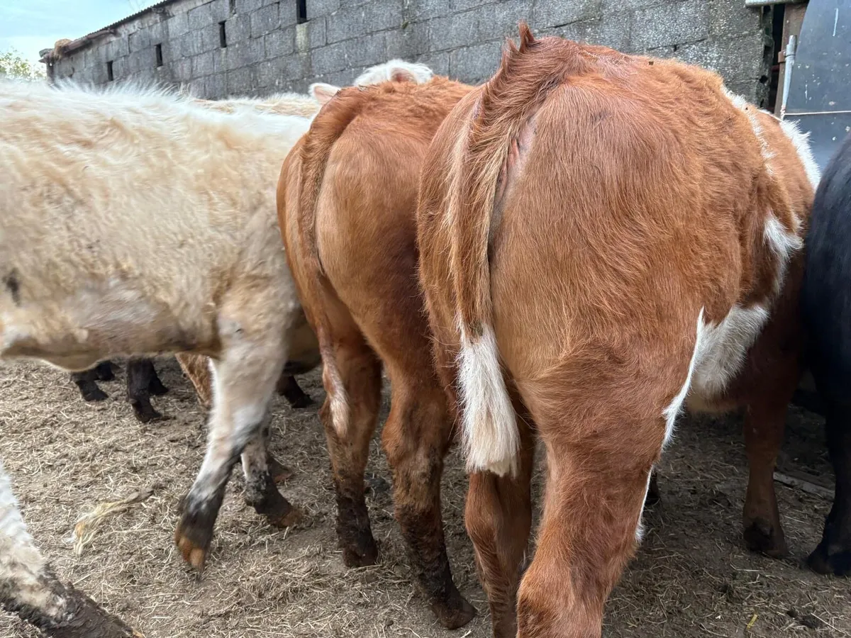 Charolais & Limousine Store Heifers - Image 3