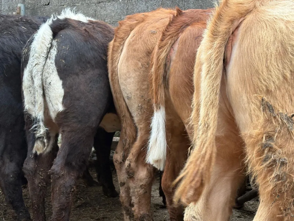 Charolais & Limousine Store Heifers - Image 4