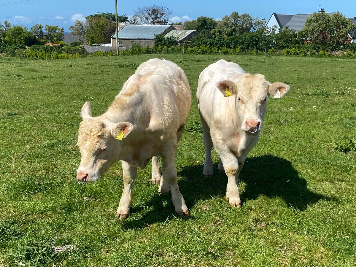 Charolais pure bred bulls - Image 2