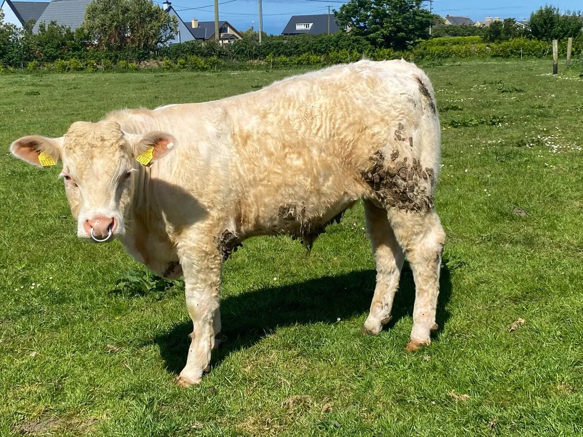 Charolais pure bred bulls - Image 3