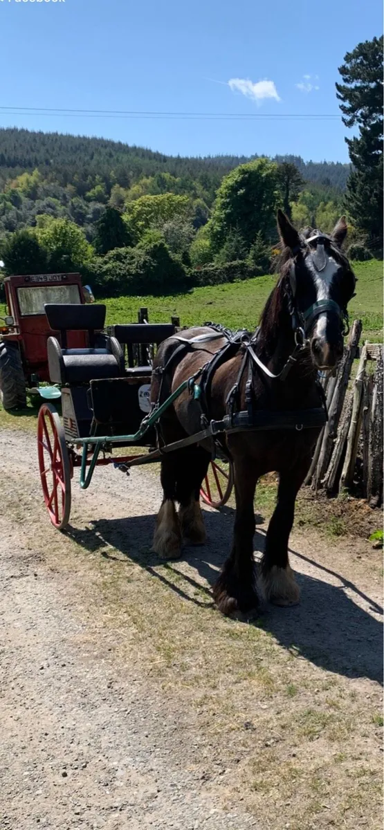 Ride and drive 15 mare - Image 1