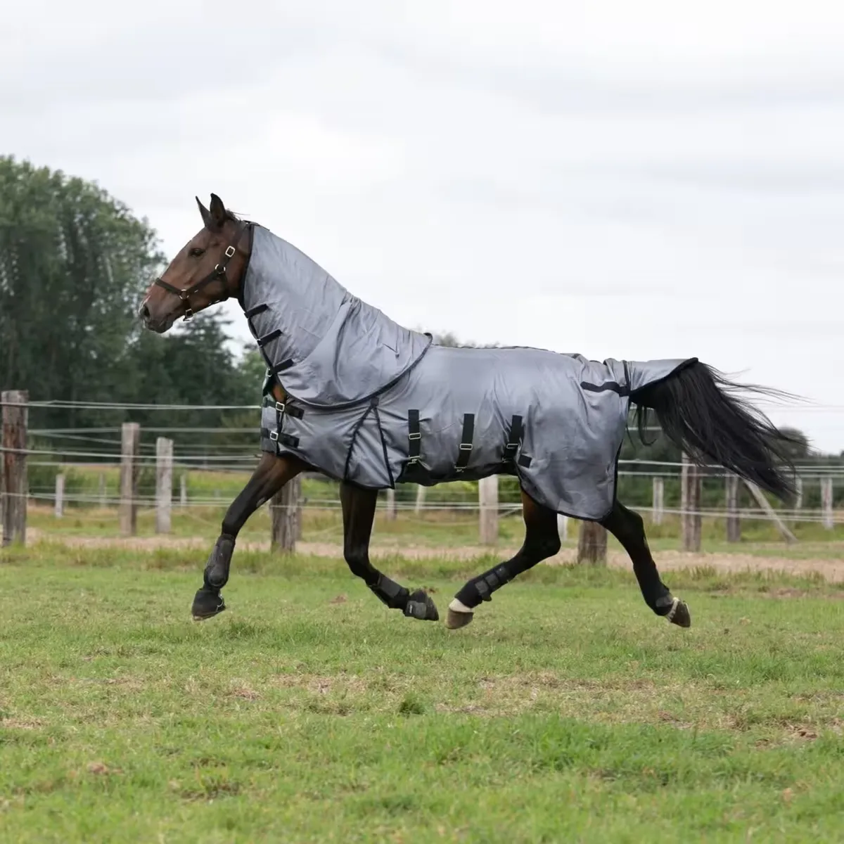 Horse Riding Fly Sheet for Horse and Pony - Image 1