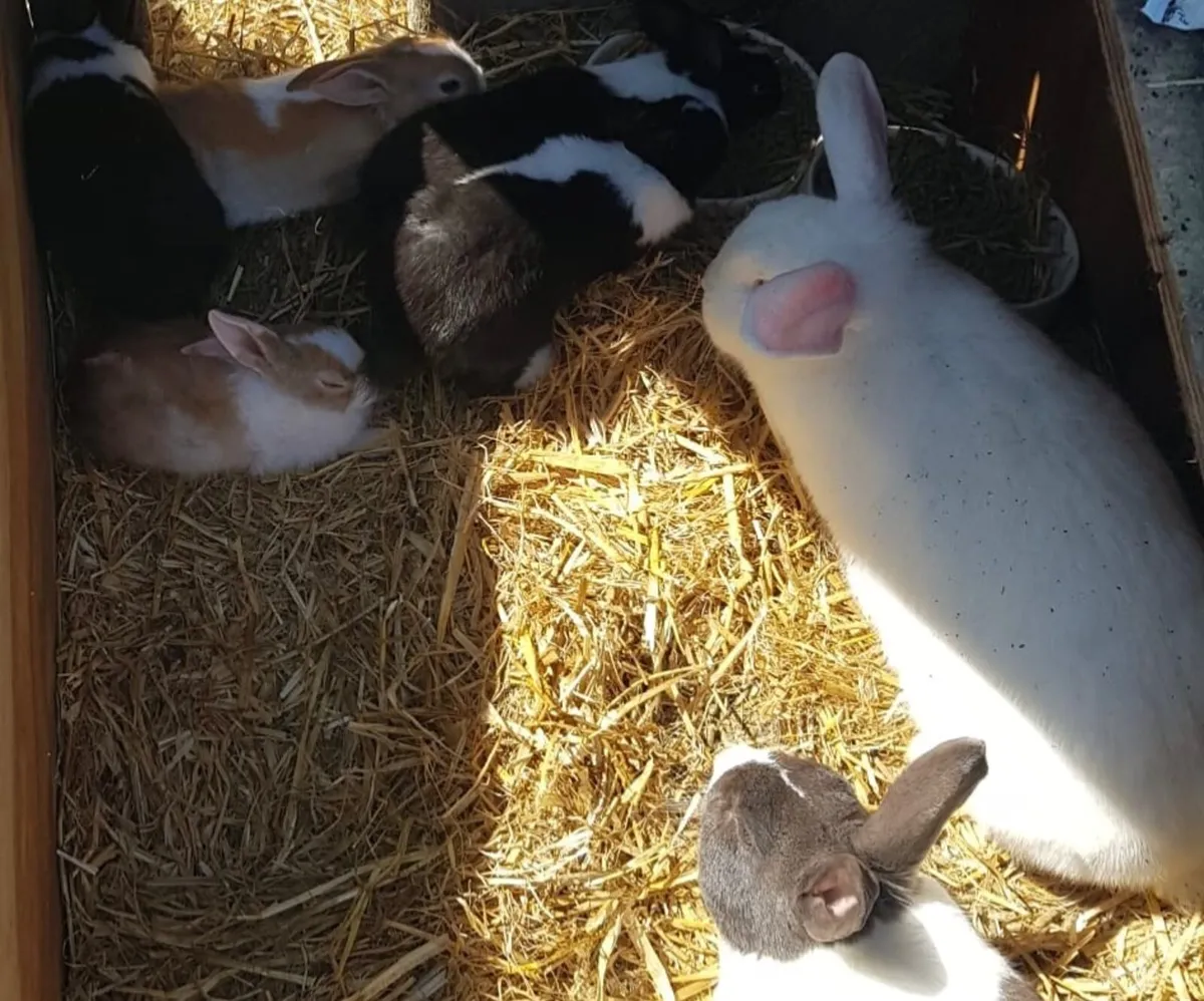 Baby Rabbits - Image 1