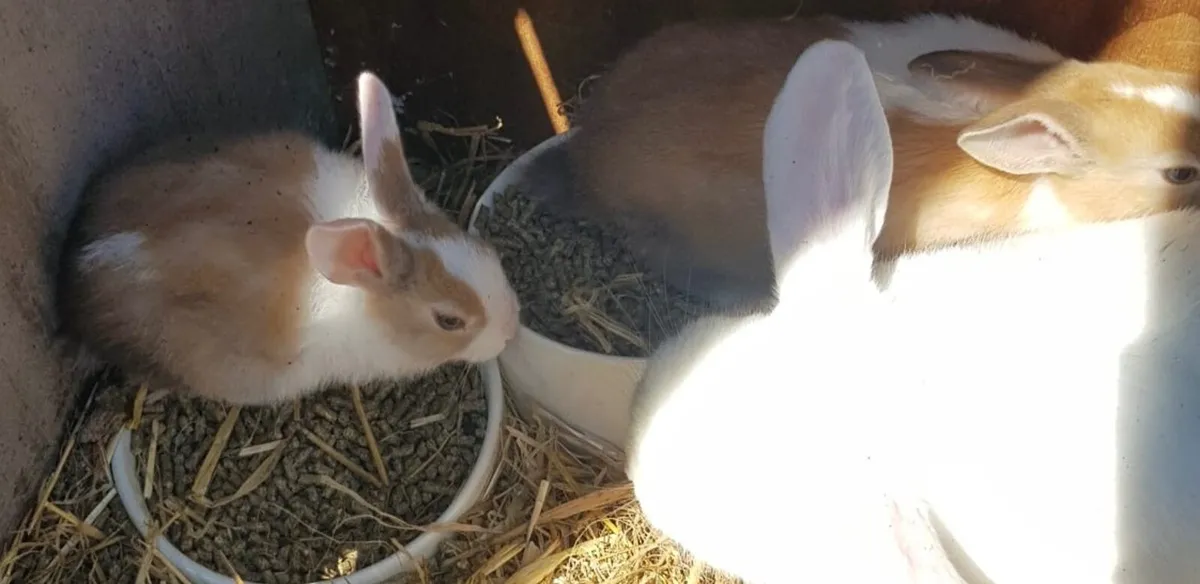 Baby Rabbits - Image 2