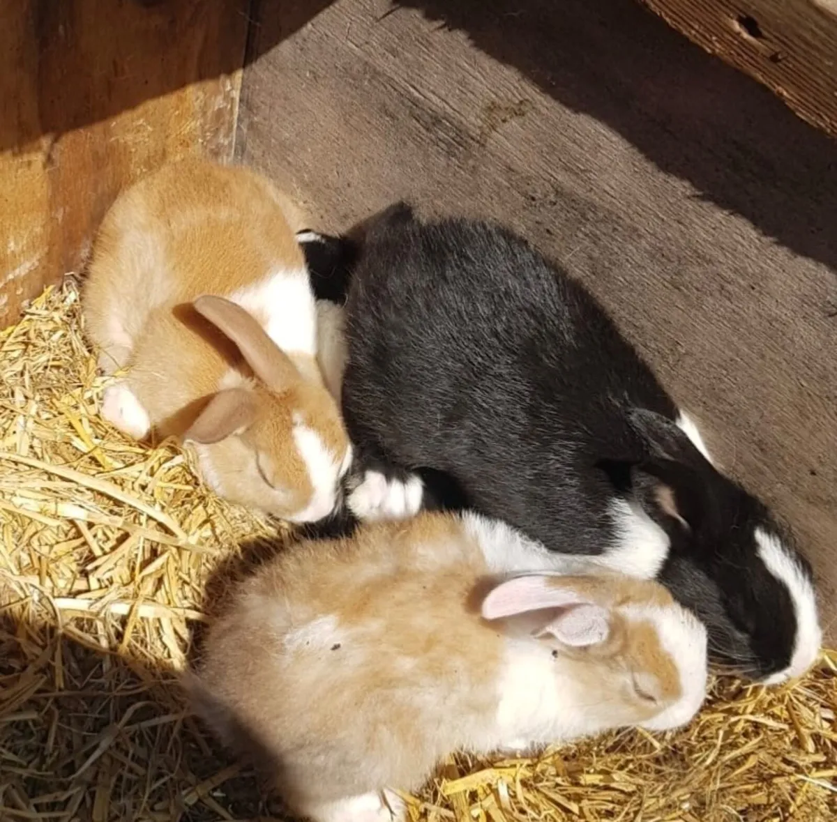 Baby Rabbits - Image 3