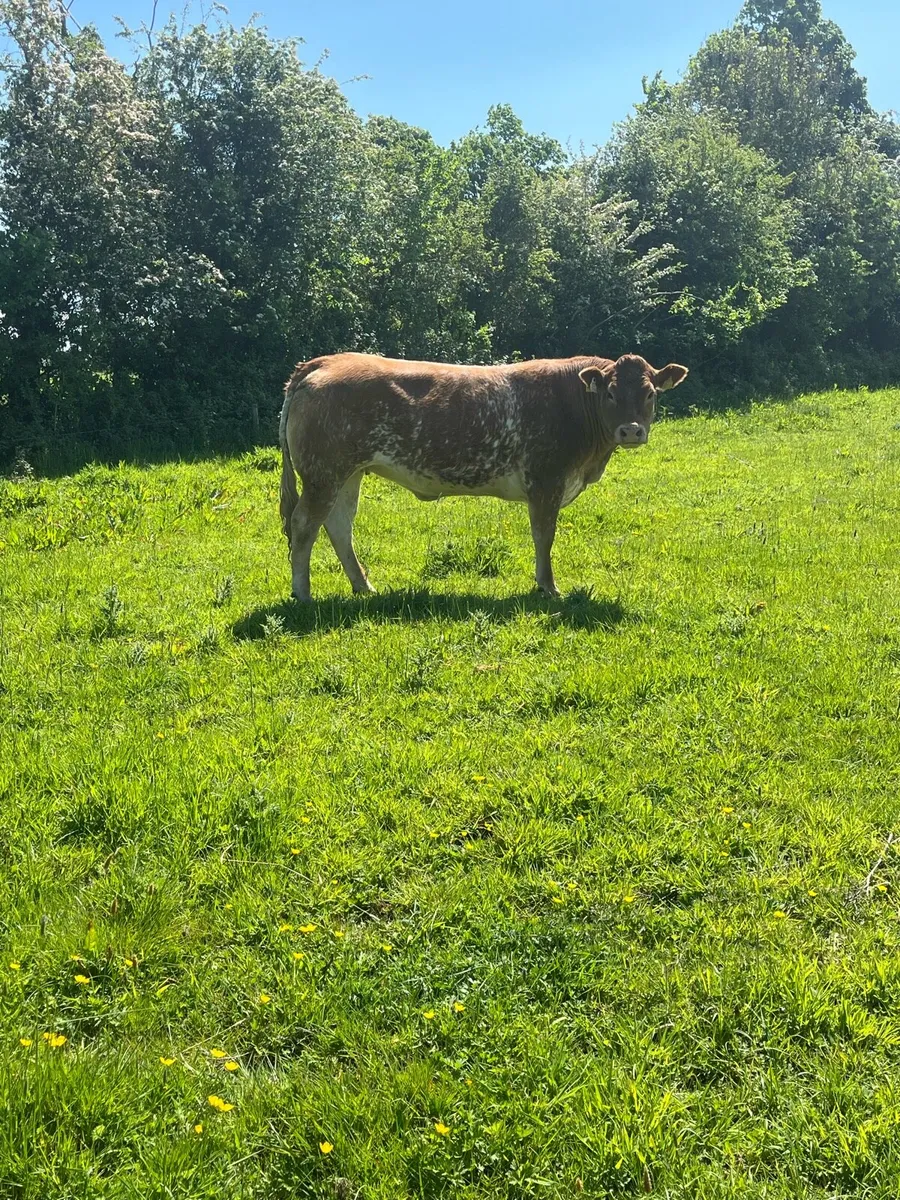 Roan breeding heifer - Image 2