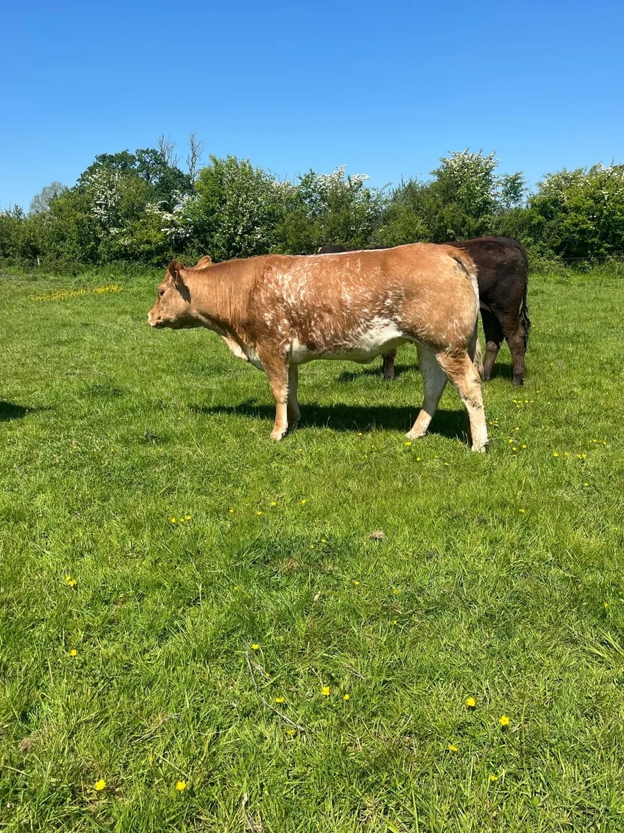 Roan breeding heifer - Image 3