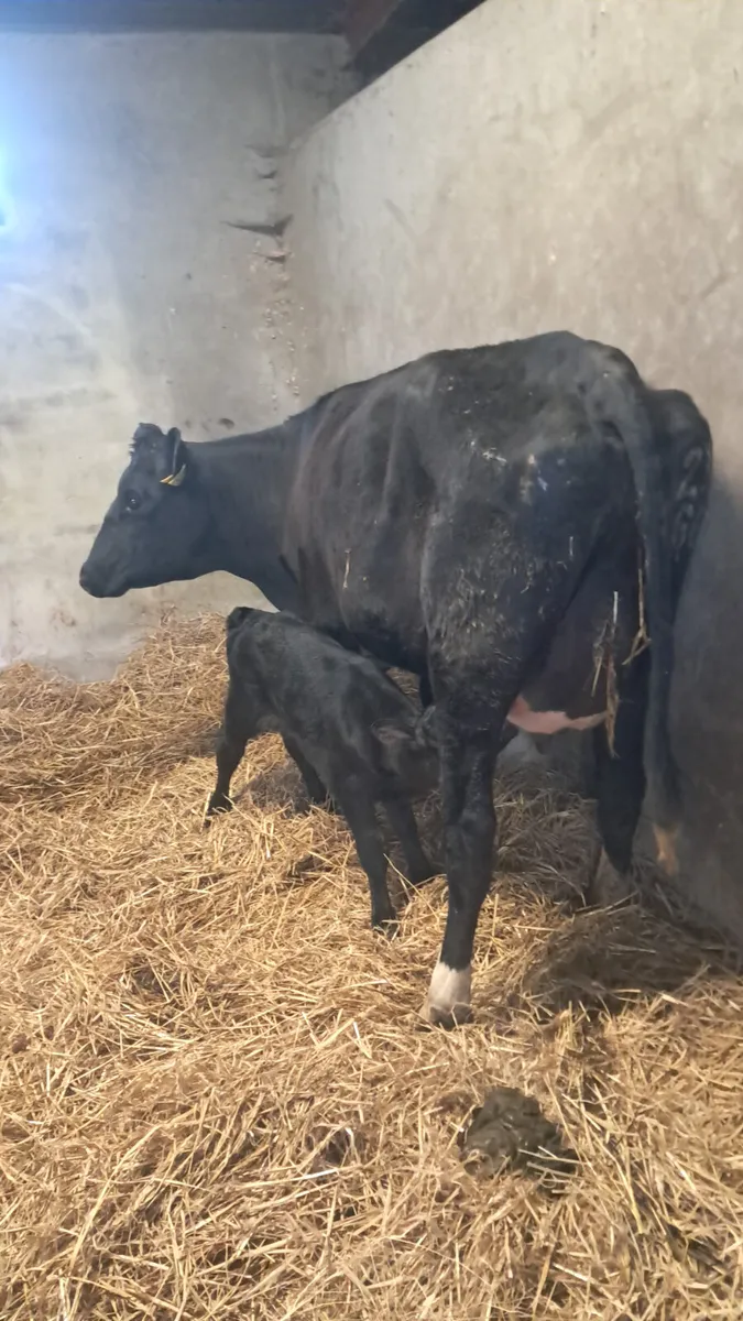 Reared calves wanted