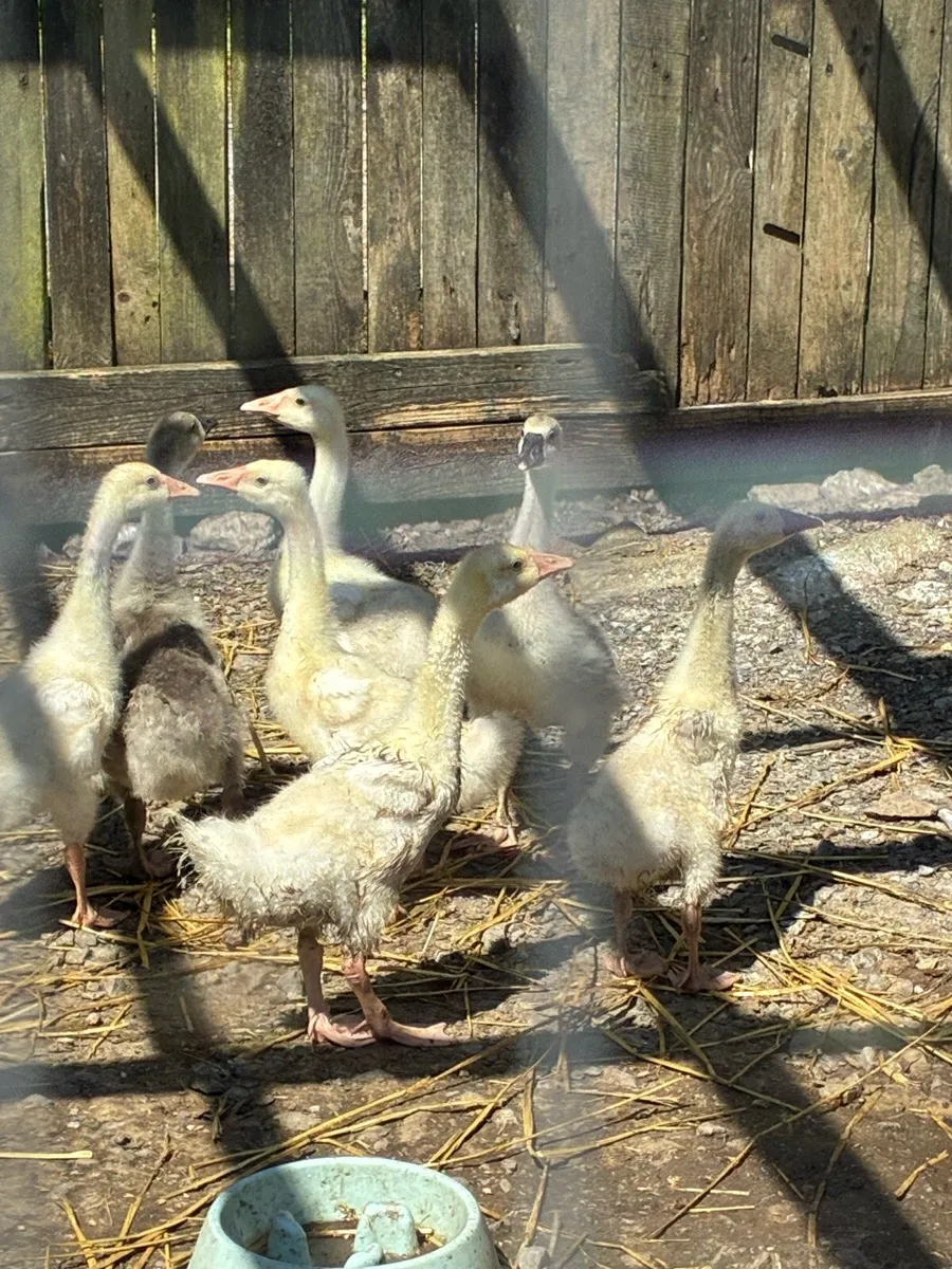 Chinese goslings - Image 1