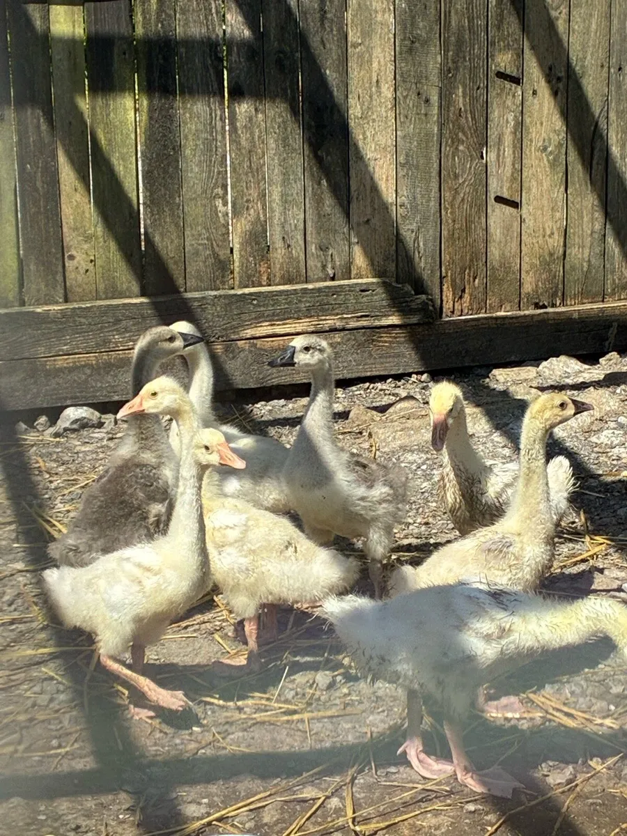 Chinese goslings - Image 4
