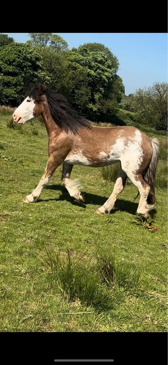 Splash filly to make 14.2h - Image 1