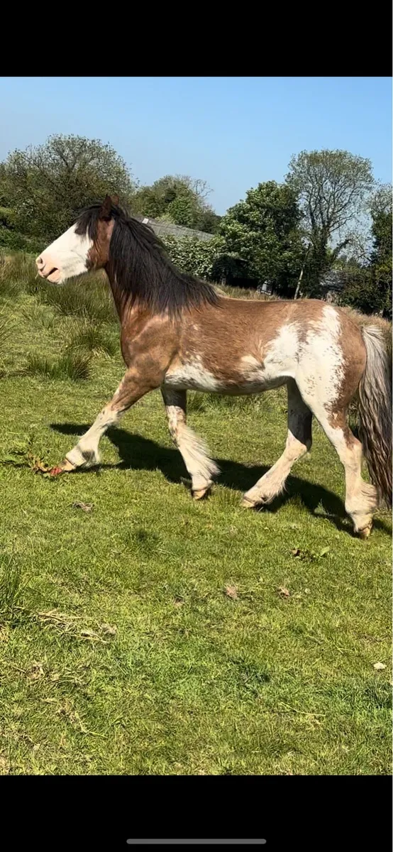Splash filly to make 14.2h - Image 2