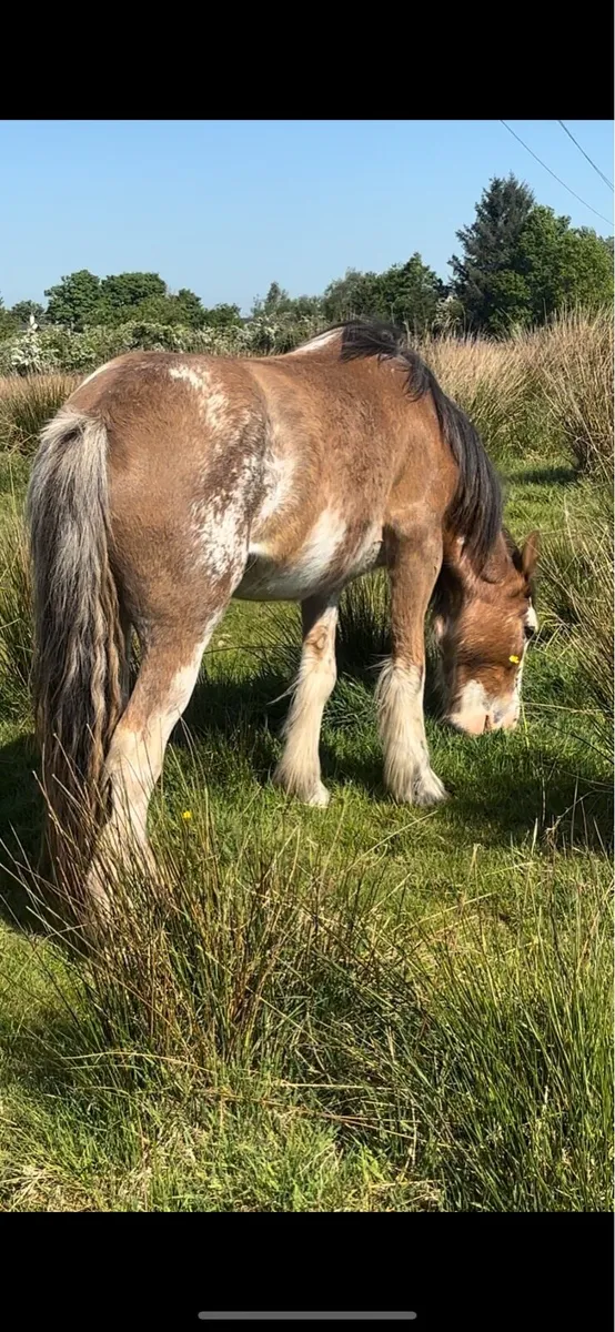 Splash filly to make 14.2h - Image 3
