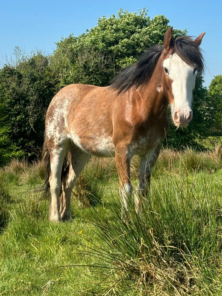 Splash filly to make 14.2h - Image 4
