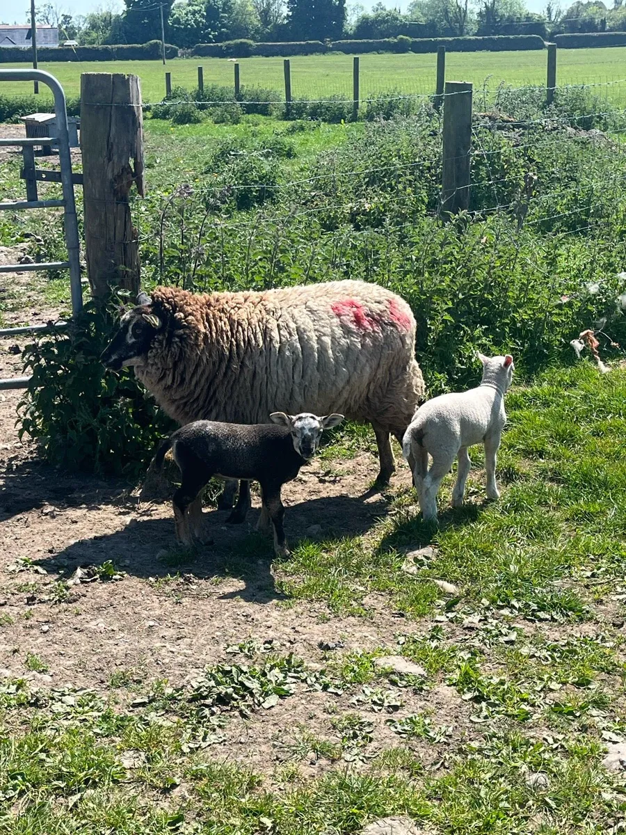 ⚡️Yearlings with lambs ⚡️ - Image 1