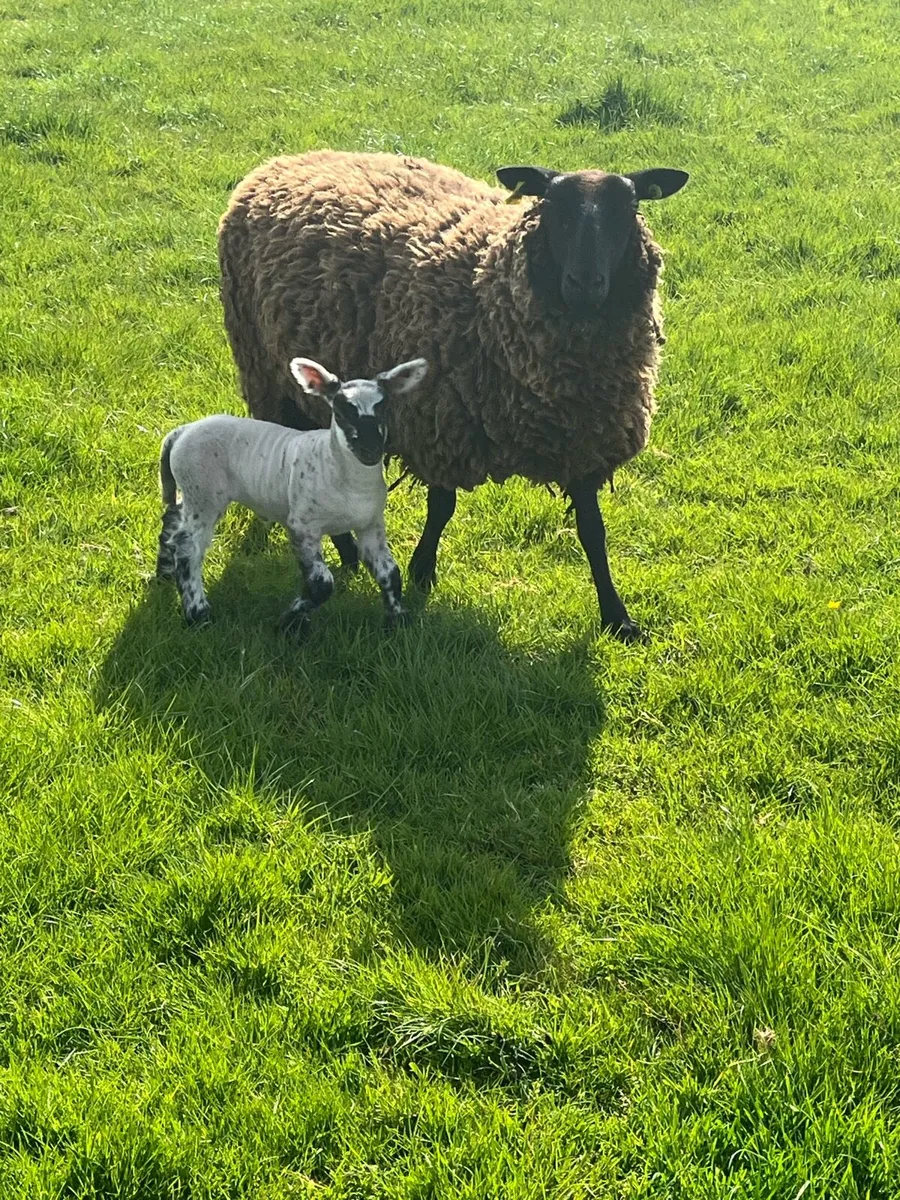 ⚡️Yearlings with lambs ⚡️ - Image 2