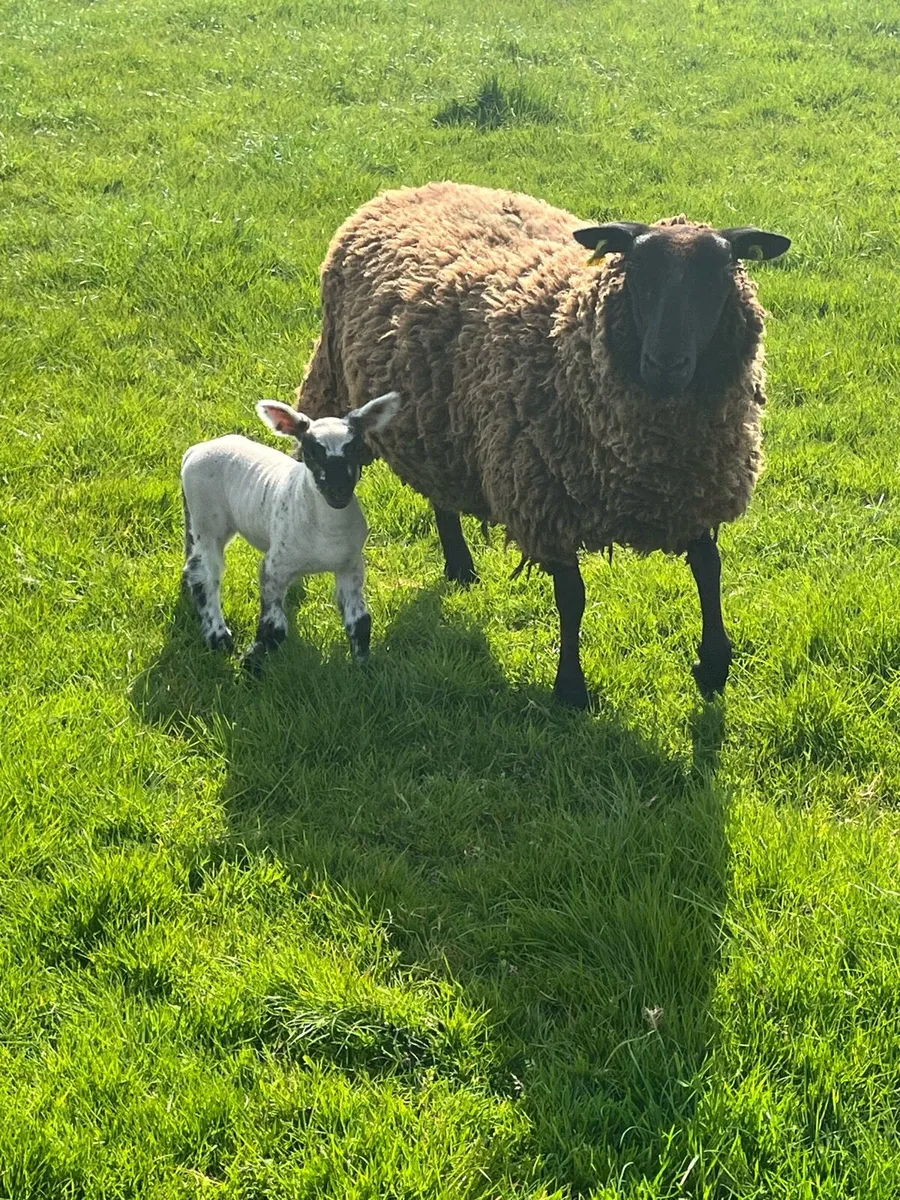 ⚡️Yearlings with lambs ⚡️ - Image 3