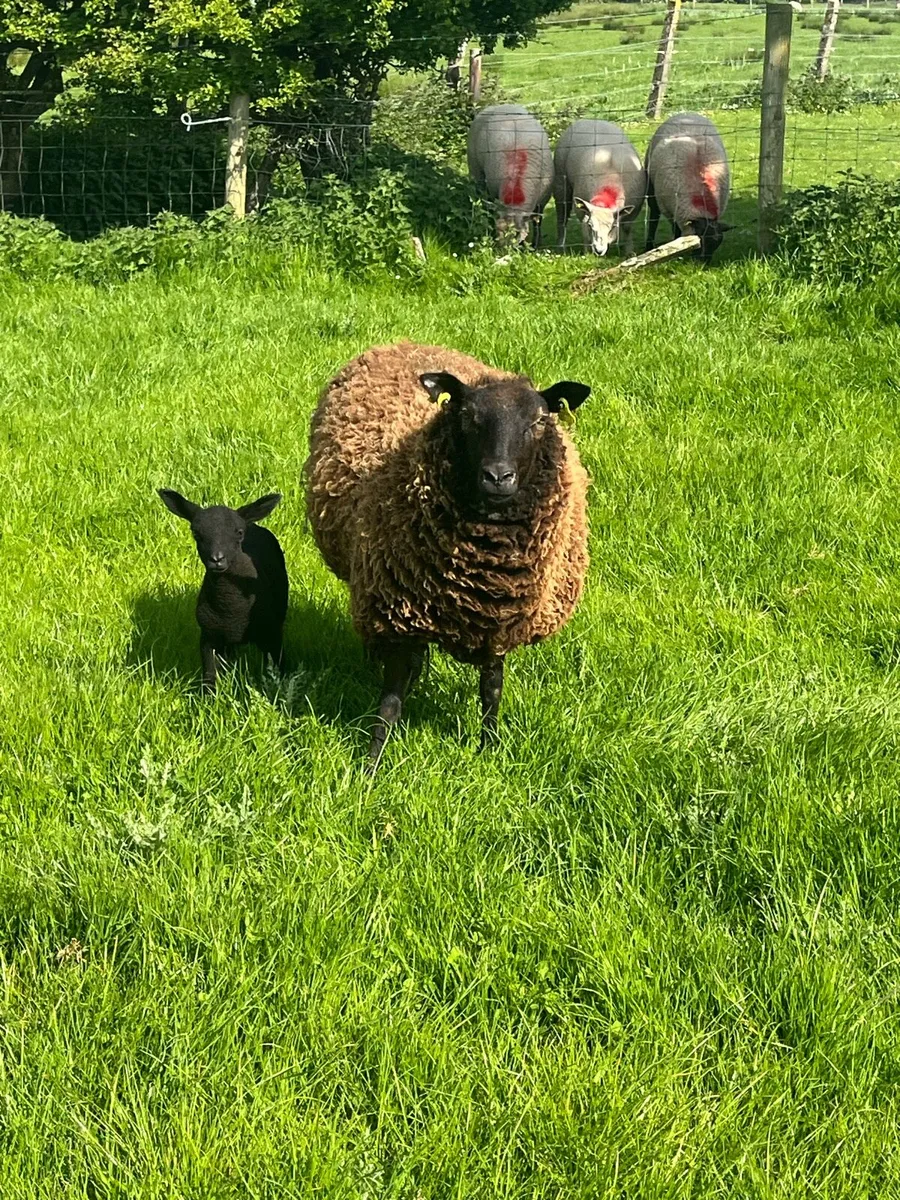 ⚡️Yearlings with lambs ⚡️ - Image 4
