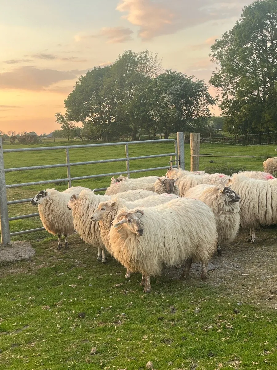 🤩organic ewe hoggets 🤩 - Image 1