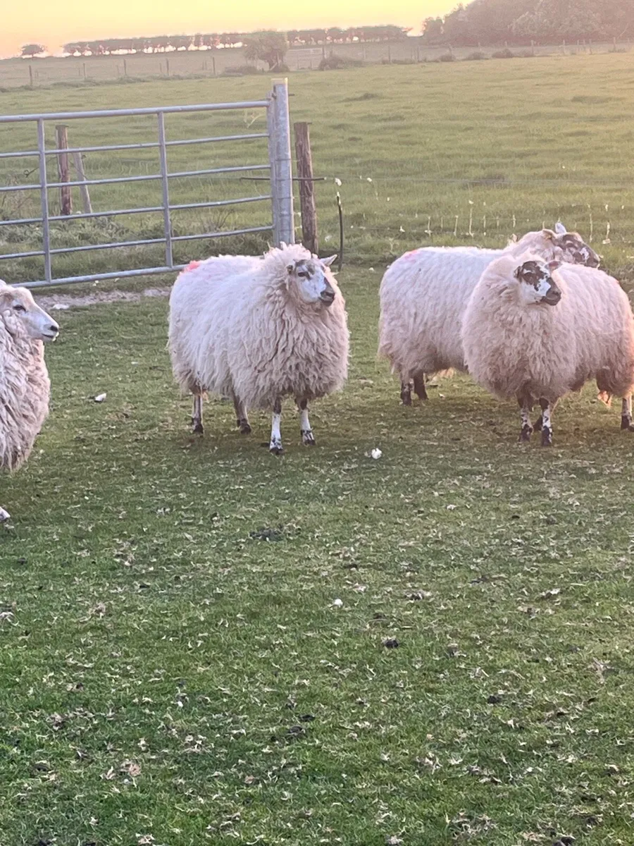 🤩organic ewe hoggets 🤩 - Image 3