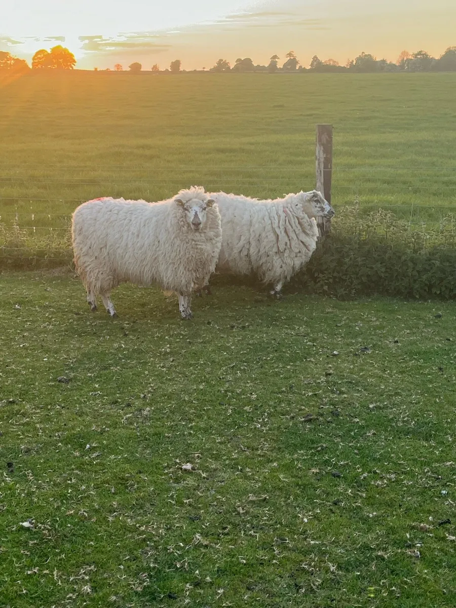 🤩organic ewe hoggets 🤩 - Image 4