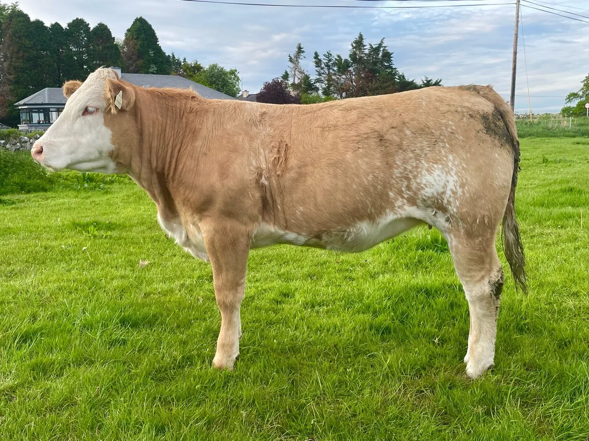 Bulling heifer - Image 1