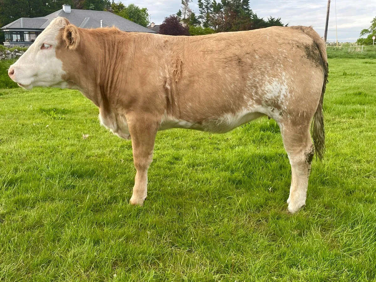 Bulling heifer - Image 2