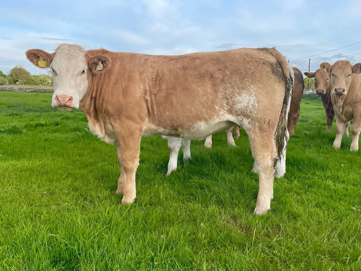 Bulling heifer - Image 3