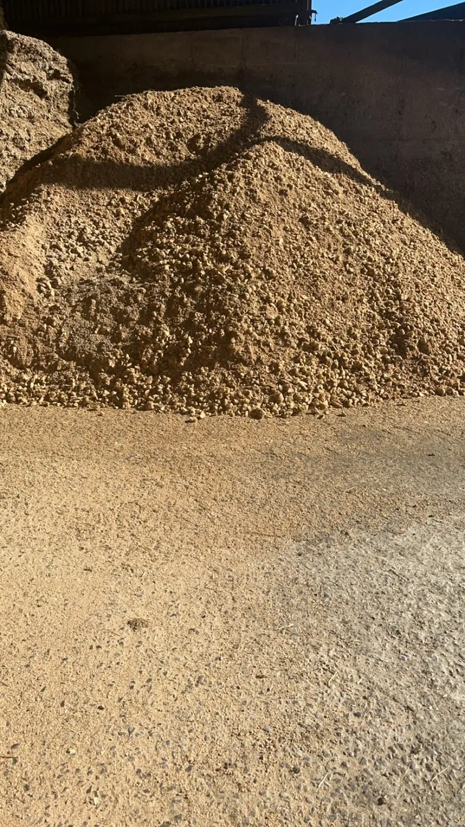 Maize - Image 1