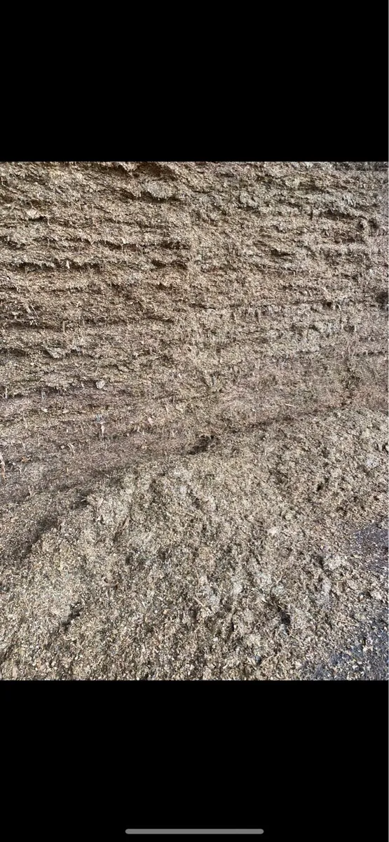 Maize - Image 4