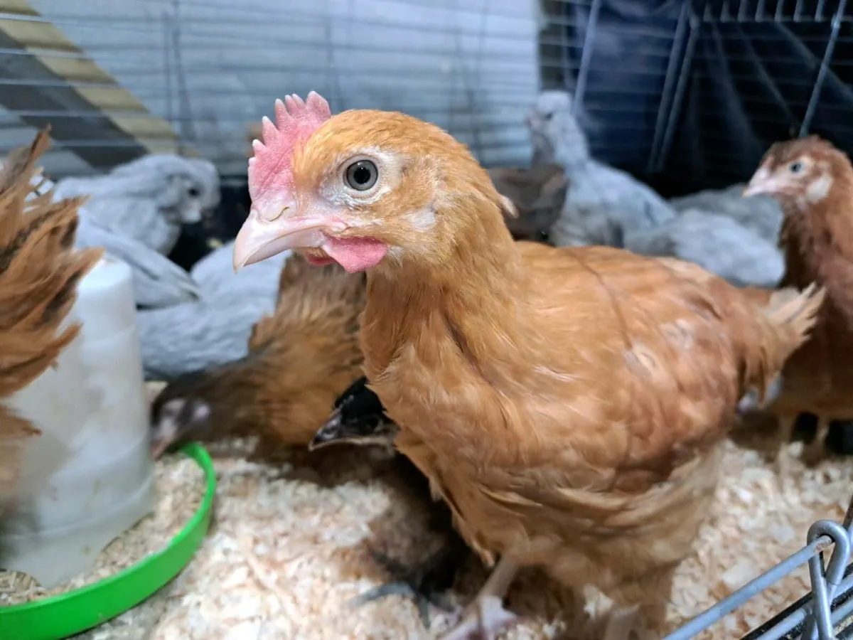 Roosters - Image 2