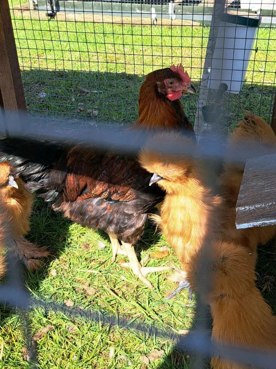 Roosters - Image 3