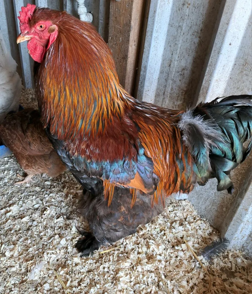 Roosters - Image 4