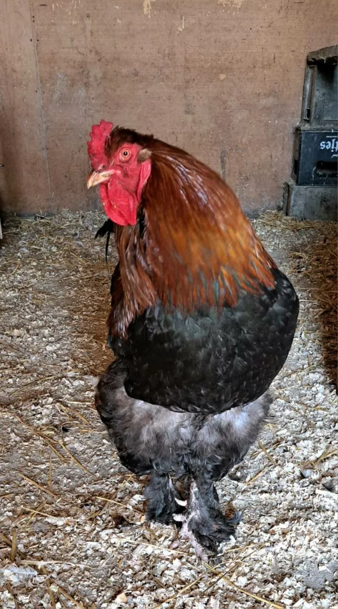 Brahma Roosters - Image 3