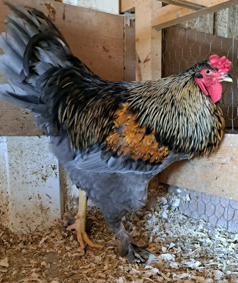Brahma Roosters - Image 4