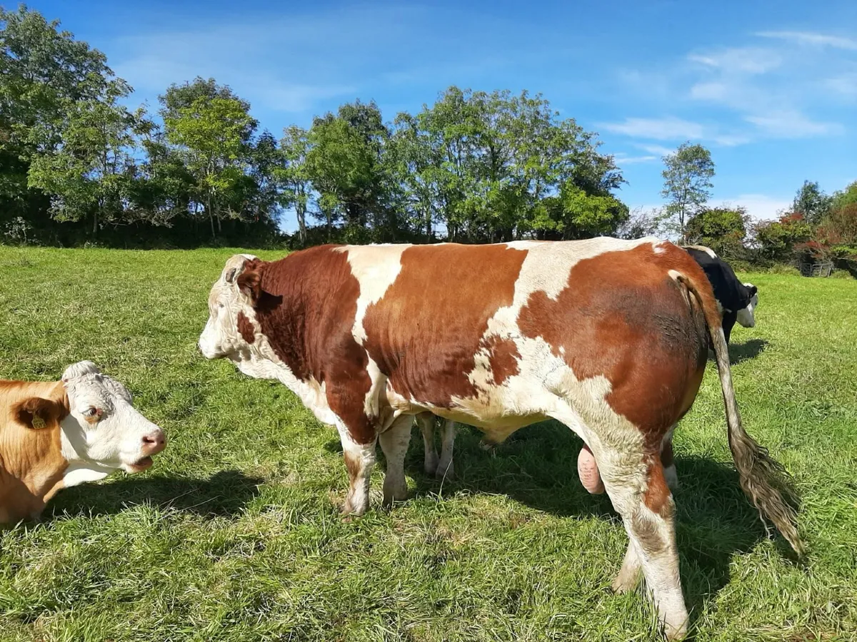 PBR Simmental Bull 5*****