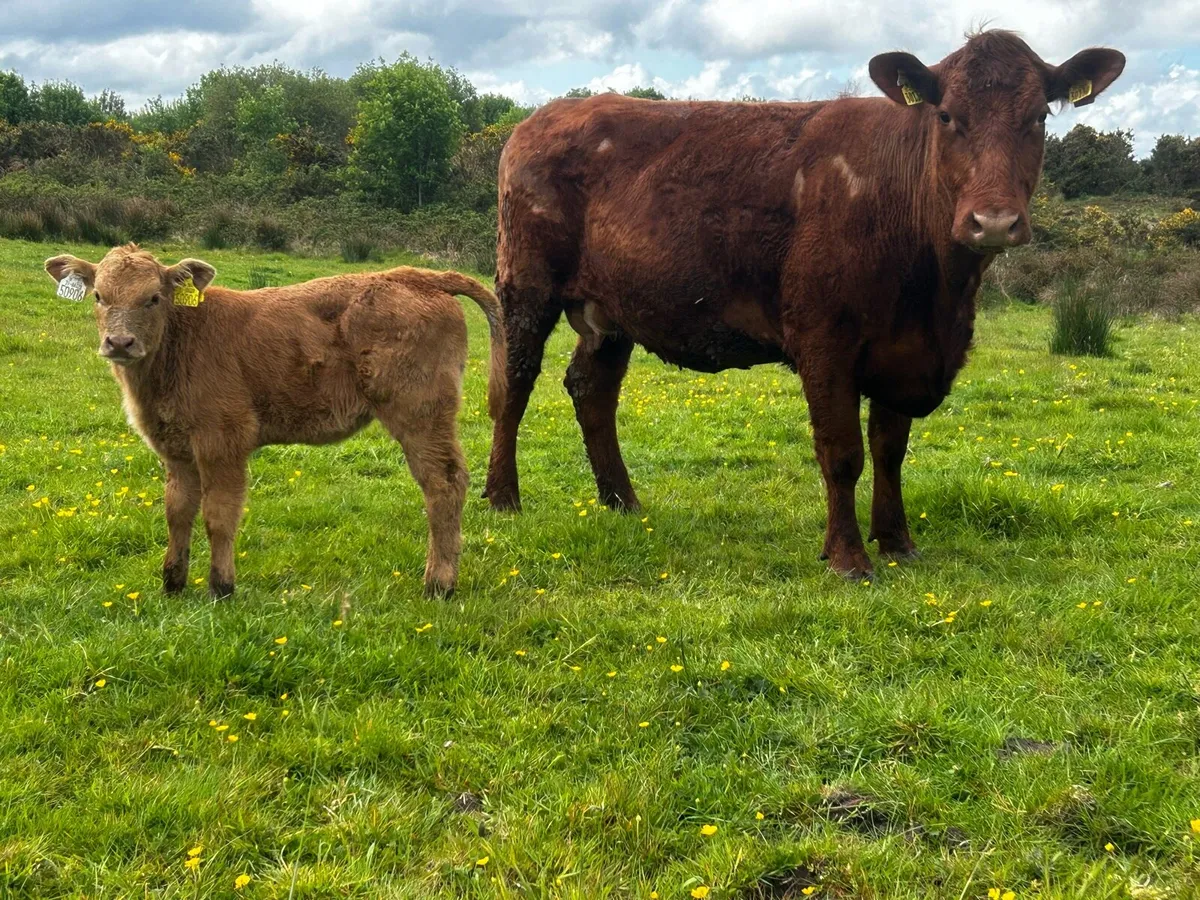 4 Star Cow & Calf At Foot - Image 1