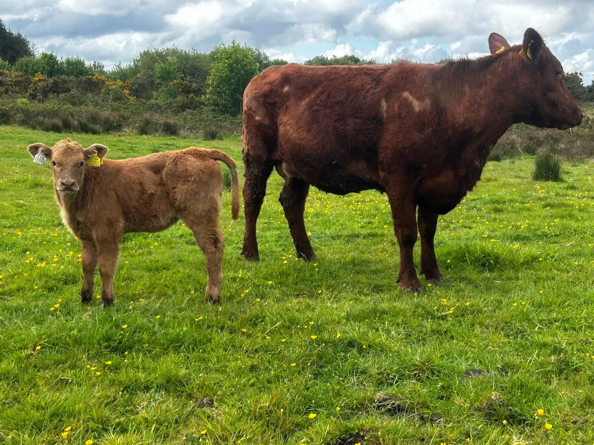 4 Star Cow & Calf At Foot - Image 2