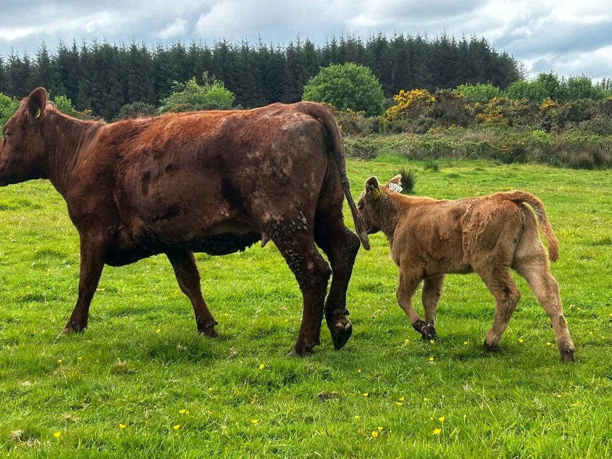 4 Star Cow & Calf At Foot - Image 3