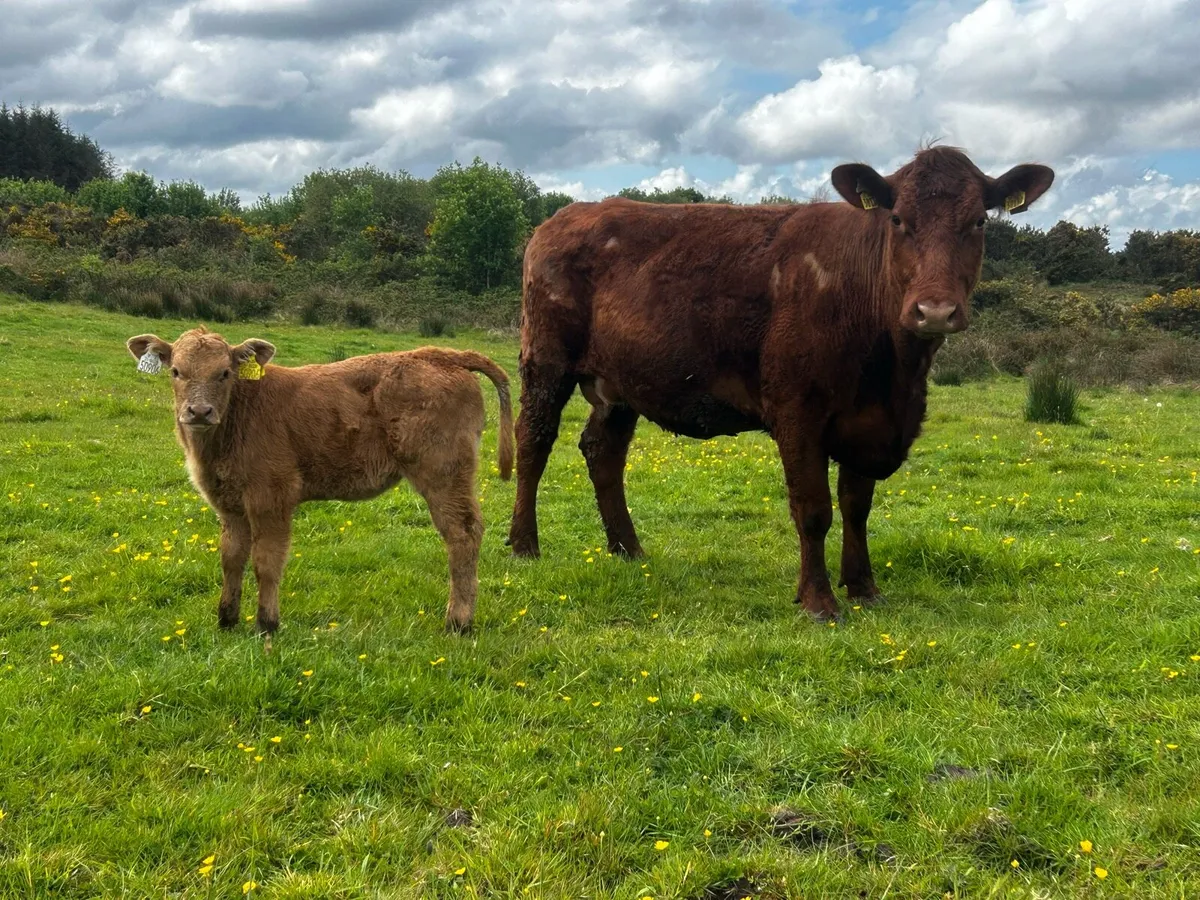 4 Star Cow & Calf At Foot - Image 4